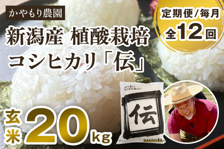 【令和7年産新米】【定期便12ヶ月毎月お届け】新潟産コシヒカリ「伝」真空パック 玄米20kg（5kg×4）《9月下旬～順次出荷》 かやもり農園