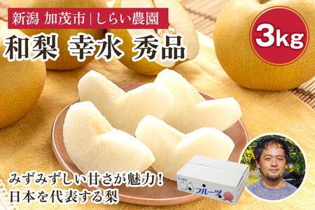 【2025年先行予約】しらい農園の和梨 幸水 秀品3kg（5～9玉） 《8月中旬から順次発送》 果実 フルーツ 贈答 ギフト 甘くてジューシーな梨 なし こうすい 加茂市 しらい農園