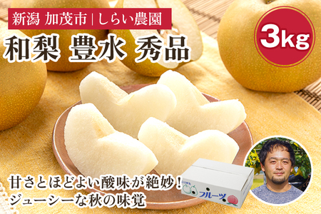 【2025年先行予約】しらい農園の和梨 豊水 秀品3kg（5～9玉） 《9月中旬から順次発送》 果実 フルーツ 贈答 ギフト 甘くてジューシーな梨 なし ほうすい 加茂市 しらい農園