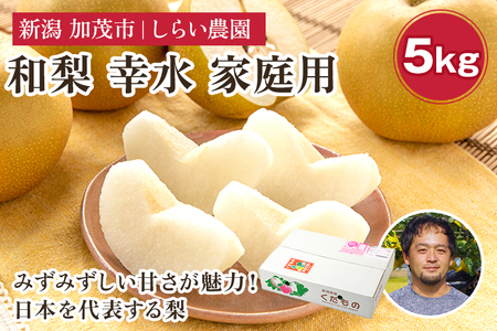 【2025年先行予約】しらい農園の和梨 幸水 家庭用5kg（8～18玉） 《8月中旬から順次発送》 果実 フルーツ 訳あり 甘くてジューシーな梨 なし こうすい 加茂市 しらい農園