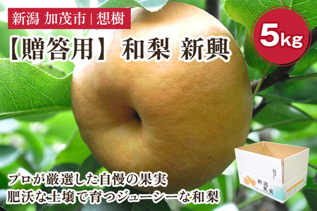 【2025年先行予約】【贈答用】新潟県産和梨 新興 約5㎏（6〜14玉） 《10月中旬から順次発送》梨 なし ナシ 新興 しんこう 果物 果樹 フルーツ 樹上完熟 加茂果樹専門家集団 加茂市 想樹