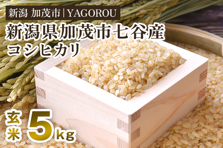 [令和7年産新米先行予約] 七谷産コシヒカリ 玄米5kg [9月下旬〜順次発送]