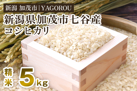 [令和7年産新米先行予約] 七谷産コシヒカリ 精米5kg [10月中旬〜順次発送]