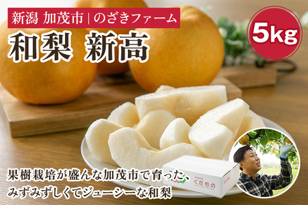 【2026年先行予約】新潟県加茂市産 和梨 新高5kg（6～12玉）〈10月上旬～順次出荷〉にいたか