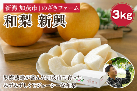 [2025年先行予約]新潟県加茂市産 和梨 新興3kg(4〜7玉)[10月下旬〜順次出荷]しんこう