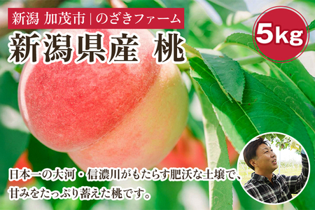 【2026年先行予約】新潟県産 桃 5kg（13～20玉）《7月下旬～順次出荷》