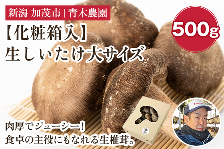 [2025年先行予約][化粧箱入]生しいたけ 大サイズ 約500g(9〜13個)[10月中旬から順次発送] 品評会で金賞受賞! きのこ しいたけ 椎茸 特大 食べ応えある大きさ 肉厚で旨味たっぷり! ギフト 加茂市 青木農園