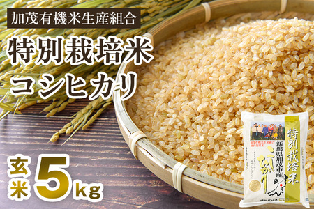 【令和6年産新米先行予約】新潟県加茂市産 特別栽培米コシヒカリ 玄米5kg 従来品種コシヒカリ 加茂有機米生産組合 新潟県産コシヒカリ 米 お米