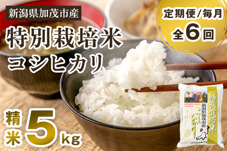 [令和7年産新米先行予約][定期便6ヶ月毎月お届け]新潟県加茂市産 特別栽培米コシヒカリ 精米5kg[10月中旬から順次出荷] 白米 従来品種コシヒカリ