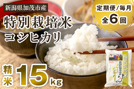 yߘa7NYVĐs\zy6͂zVΎsY ʍ͔|ăRVqJ 15kgi5kg×3js10{珇oׁt  ]iRVqJ