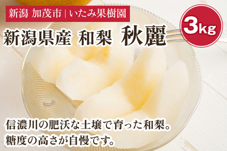 [2026年先行予約]新潟県産 厳選 秋麗梨 3kg(5〜8玉)[8月中旬以降発送]果物 フルーツ しゅうれい 日本梨 にほんなし 加茂市 いたみ果樹園