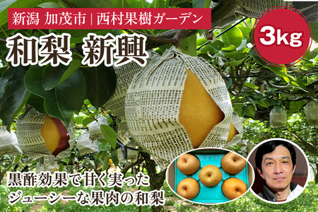 [2025年]西村の黒酢ミネラル栽培「新興」3kg(4〜9玉)[11月上旬〜順次発送] 和梨 なし ナシ 日本梨 しんこう フルーツ 果物 西村果樹ガーデン 加茂市
