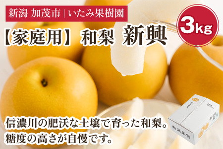 [2026年先行予約][家庭用]新潟県産 新興梨 3kg(7〜11玉)[10月下旬以降発送] 和梨 なし ナシ 果物 しんこう フルーツ 新潟県産 加茂市 いたみ果樹園
