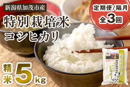 [定期便3回隔月お届け]新潟県加茂市産 特別栽培米コシヒカリ 精米5kg 白米 従来品種コシヒカリ 加茂有機米生産組合 定期便 定期購入 定期 コシヒカリ 新潟県産コシヒカリ 米 お米