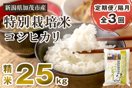 【定期便3回隔月お届け】新潟県加茂市産 特別栽培米コシヒカリ 精米25kg（5kg×5）白米 従来品種コシヒカリ 加茂有機米生産組合 定期便 定期購入 定期 コシヒカリ 新潟県産コシヒカリ 米 お米コシヒカリ コシヒカリ コシヒカリ コシヒカリ コシヒカリ