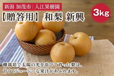 [2026年先行予約][贈答用]和梨 新興 3kg(5〜6玉)[10月中旬〜順次出荷] しんこうなし 果物 フルール ナシ 新潟産 加茂市 入江果樹園