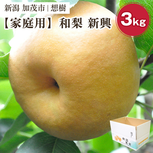 [2026年先行予約][家庭用]新潟県産和梨 新興 約3kg(5?9玉)[12月上旬〜順次出荷] 梨 新興 しんこう