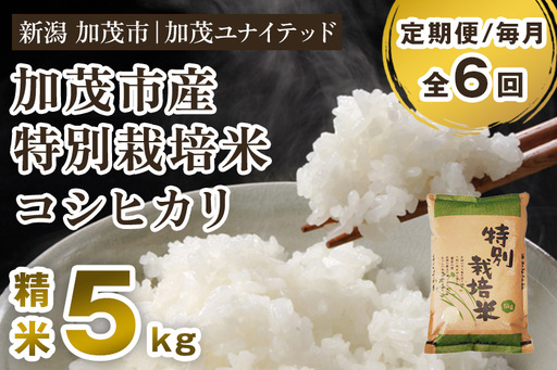 【令和8年産新米先行予約】【定期便6ヶ月毎月お届け】加茂市産 特別栽培米 コシヒカリ 精米 5kg 《10月上旬～順次出荷》 栽培期間中は化学肥料・農薬不使用 新潟米 お米 白米 こしひかり 加茂ユナイテッド 