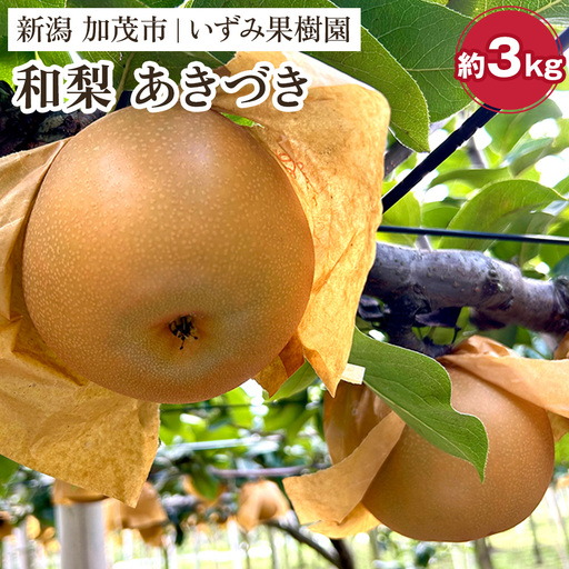 [2026年先行予約]いずみ果樹園の和梨 あきづき 約3kg(5〜9玉) [9月中旬〜順次出荷] なし ナシ 日本梨 フルーツ 果物 加茂市 いずみ果樹園
