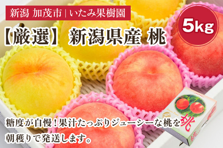 【2024年先行予約】新潟県産 厳選旬のもも 約5kg 《7月下旬～8月中旬配送予定》果物 フルーツ 桃 加茂市 いたみ果樹園 もも 桃 桃 桃 桃 桃