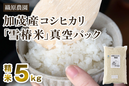 【令和6年産新米先行予約】新潟産コシヒカリ「雪椿米」特別栽培米 精米5kg 白米真空パック 従来品種コシヒカリ 加茂市 織原農園 コシヒカリ 新潟県産コシヒカリ 米 お米コシヒカリ コシヒカリ コシヒカリ コシヒカリ コシヒカリ