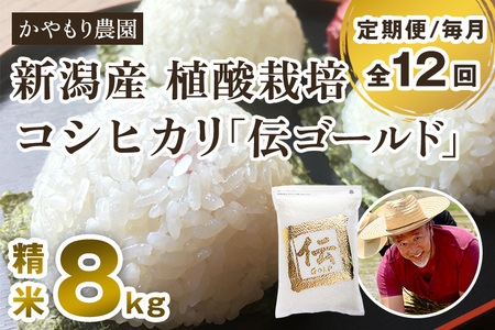 【定期便12ヶ月毎月お届け】新潟産コシヒカリ「伝ゴールド」白米真空パック 精米8kg（2kg×4）かやもり農園