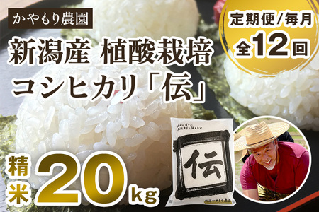 【令和7年産】【定期便12ヶ月毎月お届け】新潟産コシヒカリ「伝」白米真空パック 精米20kg（5kg×4）《9月下旬～順次出荷》 かやもり農園