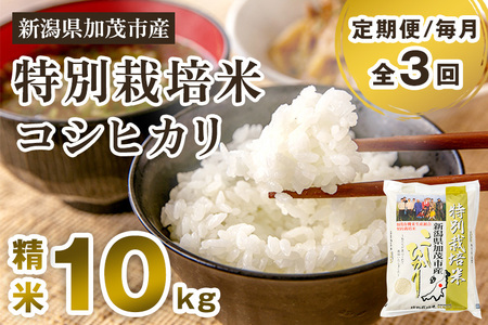[令和7年産新米先行予約][定期便3回毎月お届け]新潟県加茂市産 特別栽培米コシヒカリ 精米10kg(5kg×2) [10月中旬から順次出荷] 白米 従来品種コシヒカリ 加茂有機米生産組合 定期便 定期購入 定期 新潟県 米 お米