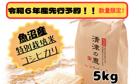 [令和6年産先行予約]魚沼産特別栽培米コシヒカリ [清津の恵] 精米5kg