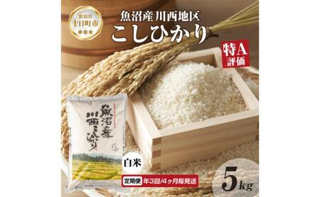 定期便 年3回4ヵ月毎 魚沼産 川西 こしひかり 5kg 精米 米 コメ お米 ごはん ご飯 白米 ブランド米 コシヒカリ 新潟県産 魚沼 人気 国産 産地直送 お取り寄せ 送料無料 新潟県 十日町