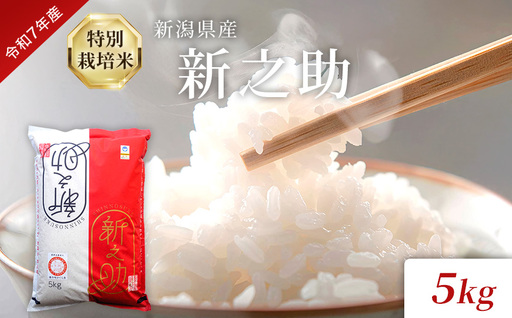 令和7年度産 新潟県産特別栽培米新之助(白米)5kg