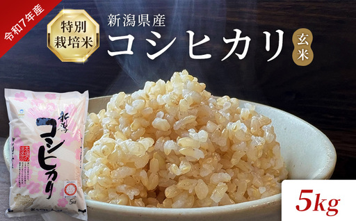 令和7年産 特別栽培米 新潟県産コシヒカリ(玄米)5kg