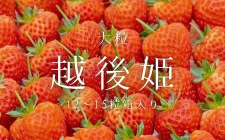 [数量限定]大粒いちご「越後姫」贈答用 12〜15粒 約450g 1081005