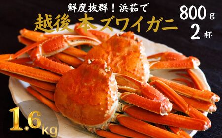 日本海直送 本ズワイガニ 800g以上 2杯 計1.6kg(指定日・年末年始配送不可) 濃厚味噌 浜茹で 茹でたてをお届けします カニ 蟹 新潟県 糸魚川 伝兵水産 [カニ かに ズワイガニ ずわいがに ]