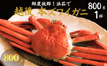 日本海直送 本ズワイガニ 800g以上 1杯(指定日・年末年始配送不可) 濃厚味噌 浜茹で 茹でたてをお届けします カニ 蟹 新潟県 糸魚川 伝兵水産[カニ かに ズワイガニ ずわいがに ]