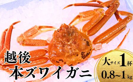 〈期間限定〉越後 本ズワイガニ 大 1杯 0.8~1kg 姿 糸魚川産 浜茹で 鮮度が命！茹でたて直送 ギフトにも おススメ!! ずわいがに かに カニ 蟹 魚正 国産 日本海 新潟県 