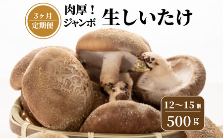 [定期便][ 期間限定 ]生しいたけ 肉厚500g (約12~15個)×3ヶ月お届け 計1.5kg ジャンボ手のひらサイズ 焼山しいたけ園 農園直送 新鮮 椎茸 シイタケ お取り寄せ グルメ 国産 糸魚川 新潟県