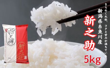 [令和6年産新米予約]新潟県産 新之助 5kg 糸魚川産 白米 2024年 木島米穀店 10月下旬出荷予定[米 お米 ご飯 ライス ふるさと納税米 ブランド しんのすけ 食品 おすすめ 人気 新潟県 糸魚川市 5キロ お弁当 おにぎり 先行予約] 新之助 ]