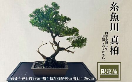 [限定一点]糸魚川真柏 商品番号5 山採り木 現品限り 盆栽 貴重な糸魚川真柏[新潟県糸魚川市]