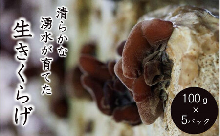 [令和7年産先行予約]生きくらげ 500g 肉厚ぷりっぷり♪ 焼山しいたけ園[2025年6月〜順次発送]新潟県 糸魚川市 キクラゲ 木耳 きのこ 生きくらげ