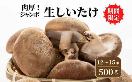 [期間限定][おためしパック]生しいたけ 肉厚500g(約12〜15個)[お申込期限3月31日まで]ジャンボ手のひらサイズ 焼山しいたけ園 農園直送 新鮮 椎茸 シイタケ お取り寄せ グルメ 国産 糸魚川 新潟県