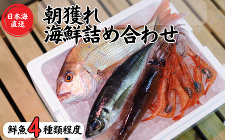 日本海直送 旬の鮮魚詰め合せ[魚種4種程度]鮮魚ボックス 魚のプロが選んだ厳選魚 新潟 糸魚川 能生漁港から朝獲れ新鮮な魚をお届け (国産 天然 海鮮 お刺身 魚介類セット 鮮魚BOX 便利 簡単 お手軽) 魚正