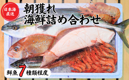 日本海直送 旬の鮮魚詰め合せ[魚種7種程度]鮮魚ボックス 魚のプロが選んだ厳選魚 新潟 糸魚川 能生漁港から朝獲れ新鮮な魚をお届け 生 (国産 天然 海鮮 お刺身 魚介類セット 鮮魚BOX 便利 簡単 お手軽 高級) 魚正