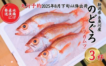 【2025年8月以降発送】天然のどくろ (アカムツ) 3尾 約1kg 先行予約 鮮度抜群！水揚げ直後に発送 高級魚 生 刺身 煮付け 下処理可能 魚正 日本海 刺身 ノドグロ のどぐろ 赤ムツ