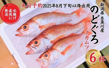 【2024年先行予約】鮮度抜群！天然のどぐろ (アカムツ) 6尾 約2kg 水揚げ直後に発送 高級魚 生 刺身 煮付け  魚正 糸魚川