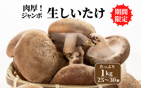 [期間限定] 生しいたけ 肉厚「たっぷり1Kg」(約25〜30個)[お申込期限3月31日まで]ジャンボ手のひらサイズ 焼山しいたけ園 農園直送 新鮮 椎茸 シイタケ お取り寄せ グルメ 国産 糸魚川 新潟県