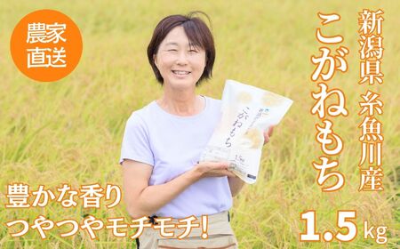 新米 新潟県産 もち米『こがねもち』1.5kg（1升）令和6年産 つやつやモチモチ もち米ならではの芳醇な香り 清耕園ファーム お正月 餅 赤飯 おこわ 【もち こがねもち もち米 こがねもち 】