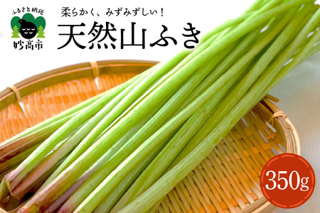 [5月上旬より発送]天然山ふき 350g 山菜 煮物 春の味覚 産地直送 国産 送料無料 新潟県 妙高市