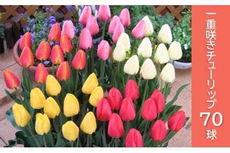 [期間限定]チューリップ球根(特大球)70球入 | 新潟県 球根
