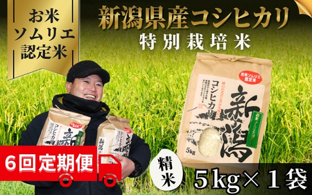 [令和6年産新米][6回定期便]令和6年度産新米[お米ソムリエのお米]特別栽培米コシヒカリ 精米 5kg(5kg×1袋)[2024年10月上旬以降順次発送] エバーグリーン農場